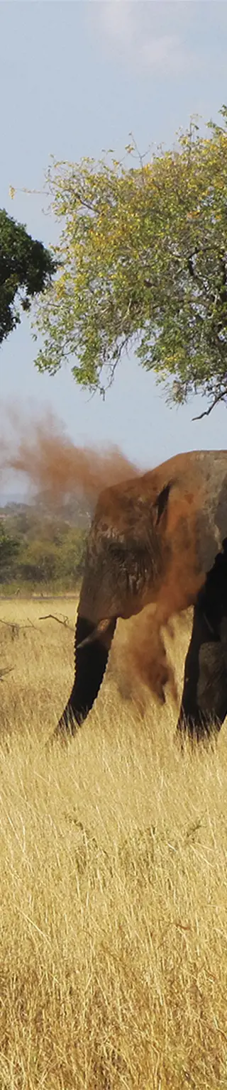Entdecke die Big Five im Krüger Nationalpark